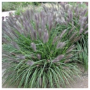 Spalvzāle, lapsastu /Pennisetum alopecuroides viridesc. / - C2,5 kont.
