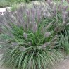 Spalvzāle, lapsastu /Pennisetum alopecuroides viridesc. / - C2,5 kont.