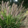 Spalvzāle, lapsastu /Pennisetum alopecuroides viridesc. / - C2,5 kont.