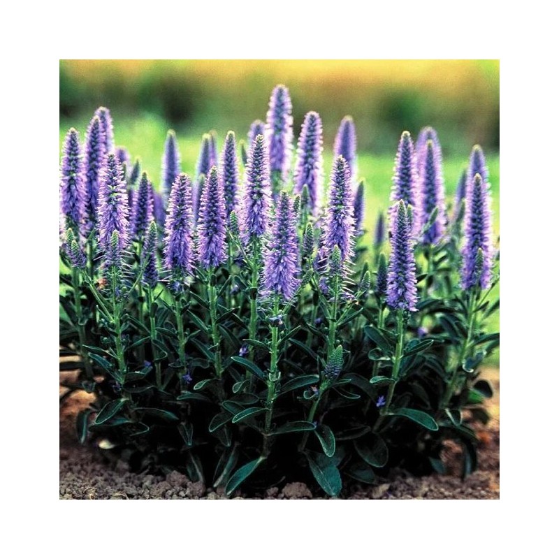 Veronika, vārpu 'Nana Blauteppich' /Veronica spicata/ - C2 kont.