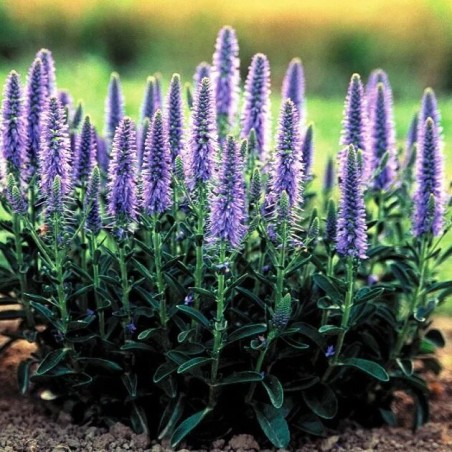 Veronika, vārpu 'Nana Blauteppich' /Veronica spicata/ - C2 kont.