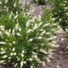 Kletra, Alkšņlapu 'Hummingbird' /clethra alnifolia/ - C2,5 kont.