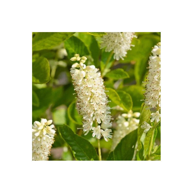 Kletra, Alkšņlapu 'Hummingbird' /clethra alnifolia/ - C2,5 kont.