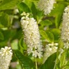 Kletra, Alkšņlapu 'Hummingbird' /clethra alnifolia/ - C2,5 kont.