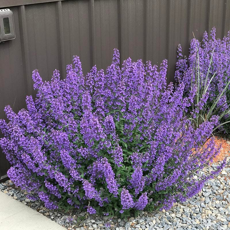 Kaķumētra, fasēna 'Walkers Low'/Nepeta faassenii/ C2 kont.