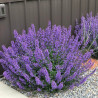 Kaķumētra, fasēna 'Walkers Low'/Nepeta faassenii/ C2 kont.