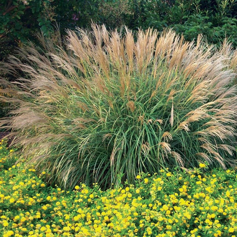Miskante, Ķīnas 'Adagio' /Miscanthus sinensis/ - C2,5 kont.