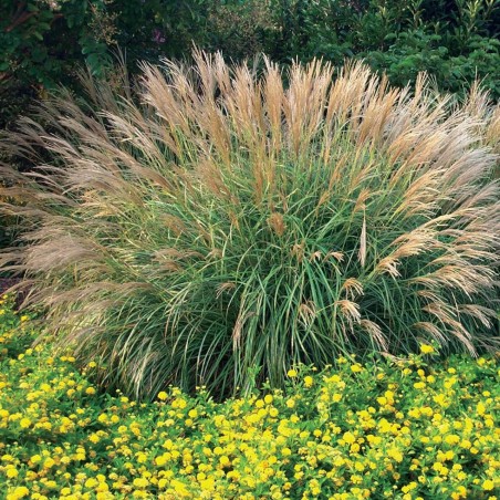 Miskante, Ķīnas 'Adagio' /Miscanthus sinensis/ - C2,5 kont.