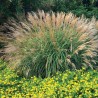 Miskante, Ķīnas 'Adagio' /Miscanthus sinensis/ - C2,5 kont.