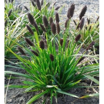 Seslērija, heiflera (melnziedu) /sesleria heufleriana/ - C2,5 kont.