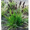 Seslērija, heiflera (melnziedu) /sesleria heufleriana/ - C2,5 kont.