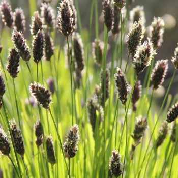 Seslērija, heiflera (melnziedu) /sesleria heufleriana/ - C2,5 kont.