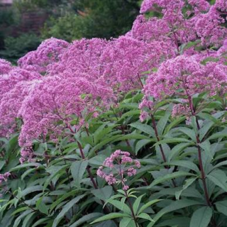 Krastkaņepe 'Roseum' /Eupatorium/ C1,5 Kont.