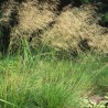 Ciņusmilga, parastā /Deschampsia cespitosa/ - C2,5 kont.