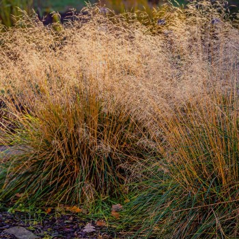 Ciņusmilga, parastā /Deschampsia cespitosa/ - C2,5 kont.