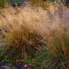 Ciņusmilga, parastā /Deschampsia cespitosa/ - C2,5 kont.