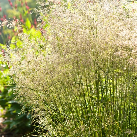 Ciņusmilga, parastā /Deschampsia cespitosa/ - C2,5 kont.