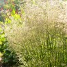 Ciņusmilga, parastā /Deschampsia cespitosa/ - C2,5 kont.
