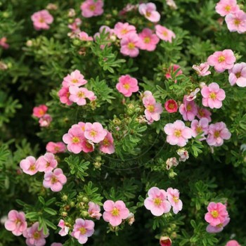 Klinšrozīte, parastā 'True Pink' /Potentilla fruticosa/ - C2,5 kont.