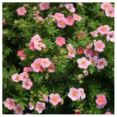 Klinšrozīte, parastā 'True Pink' /Potentilla fruticosa/ - C2,5 kont.