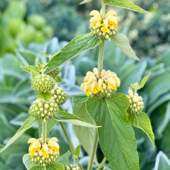 Flome, rasela /Phlomis russeliana/ - C2 kont.