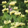 Flome, rasela /Phlomis russeliana/ - C2 kont.