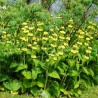 Flome, rasela /Phlomis russeliana/ - C2 kont.