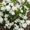 Filadelfs - jasmīns "Rosace" /Philadelphus/- C2,5 kont.