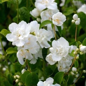 Filadelfs - jasmīns "Rosace" /Philadelphus/- C2,5 kont.