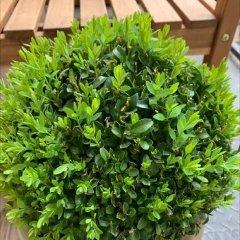 Buksis, mūžzaļais /buxus sempervirens/ C2.5 kont.