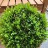 Buksis, mūžzaļais /buxus sempervirens/ C2.5 kont.