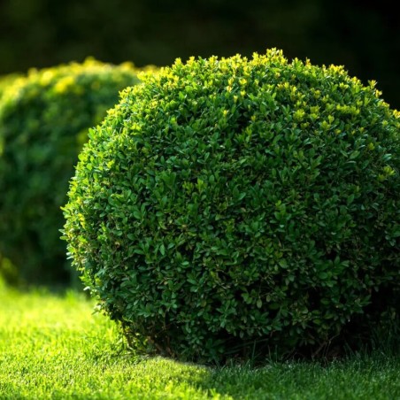 Buksis, mūžzaļais /buxus sempervirens/ C2.5 kont.