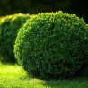 Buksis, mūžzaļais /buxus sempervirens/ C2.5 kont.