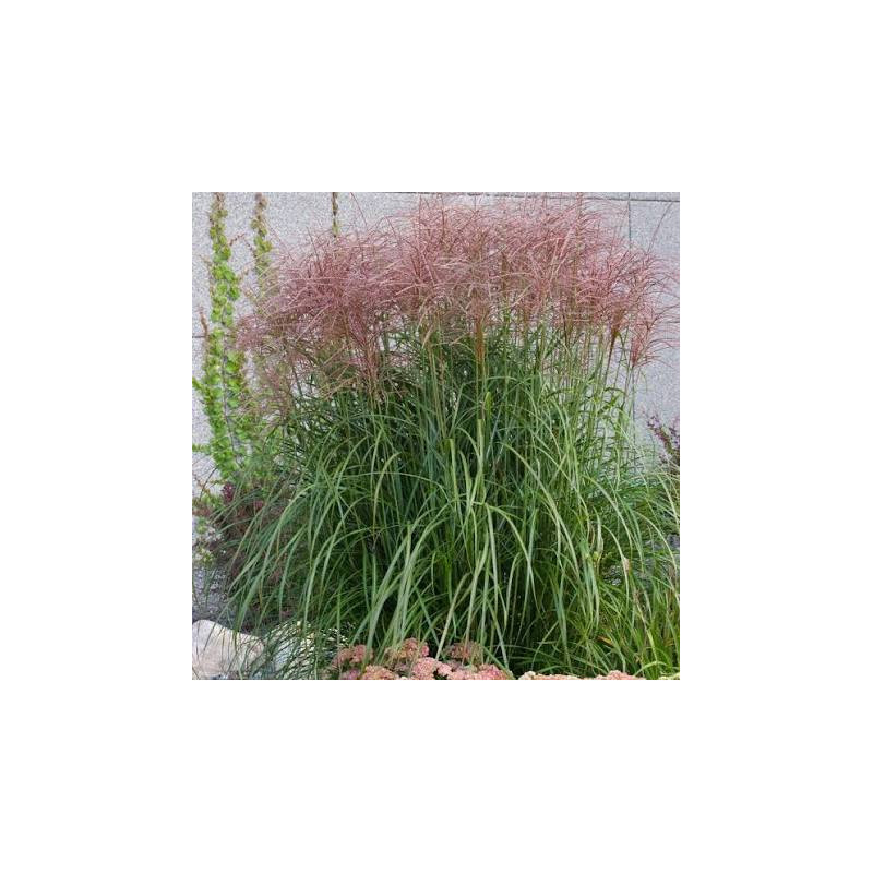 Miskante, Ķīnas 'Rotsilber'/Miscanthus sinensis/ C2,5 kont.
