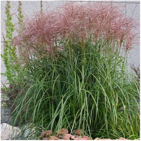 Miskante, Ķīnas 'Rotsilber'/Miscanthus sinensis/ C2,5 kont.