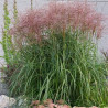 Miskante, Ķīnas 'Rotsilber'/Miscanthus sinensis/ C2,5 kont.