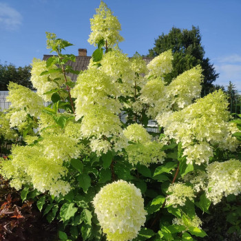 Hortenzija, skarainā ,,Phantom,, /Hydrangea paniculata/ - C3 kont.