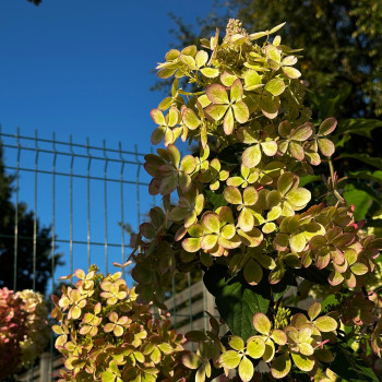 Hortenzija, skarainā ,,Pastelgreen,, /Hydrangea paniculata/ - C3 kont.