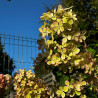 Hortenzija, skarainā ,,Pastelgreen,, /Hydrangea paniculata/ - C3 kont.