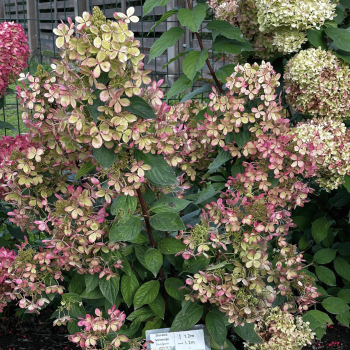 Hortenzija, skarainā ,,Pastelgreen,, /Hydrangea paniculata/ - C3 kont.
