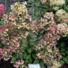 Hortenzija, skarainā ,,Pastelgreen,, /Hydrangea paniculata/ - C3 kont.