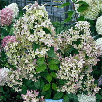 Hortenzija, skarainā ,,Pastelgreen,, /Hydrangea paniculata/ - C3 kont.