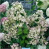 Hortenzija, skarainā ,,Pastelgreen,, /Hydrangea paniculata/ - C3 kont.