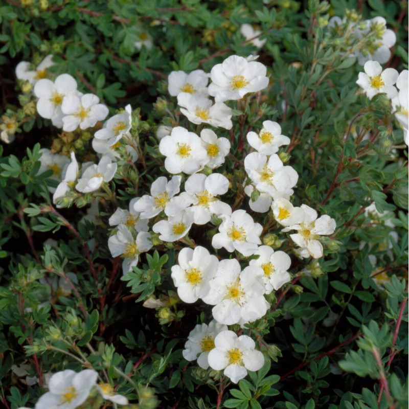 Klinšrozīte, parastā 'Abbotswood' /Potentilla fruticosa/ - C2,5 kont.