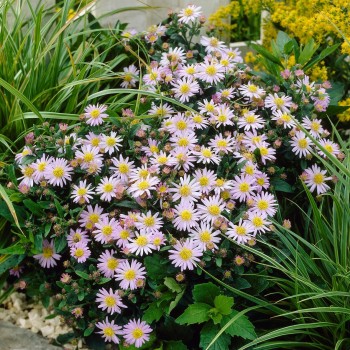 Ziemastere, agerātveida 'Stardust'  /Aster ageratoides/ - C2,5 kont.