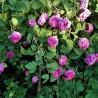 Roze 'Koszuty' /rosa/ - C2 kont.