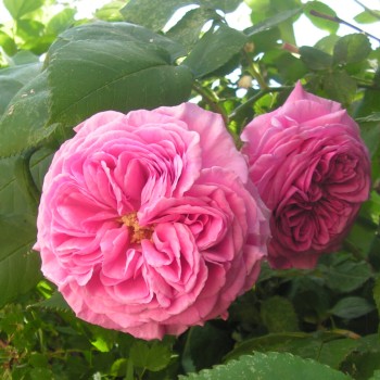 Roze 'Koszuty' /rosa/ - C2...