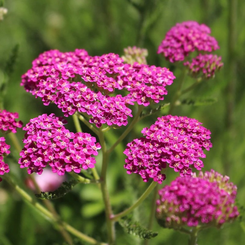 Pelašķis, parastais 'Cerise Queen /Achillea millefolium/ - C2,5 kont.