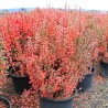 Bārbele, tunberga 'Pow Wow' /Berberis thunbergii/ - C2,5 kont.