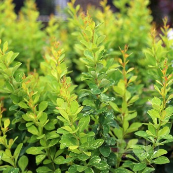 Bārbele, tunberga 'Pow Wow' /Berberis thunbergii/ - C2,5 kont.